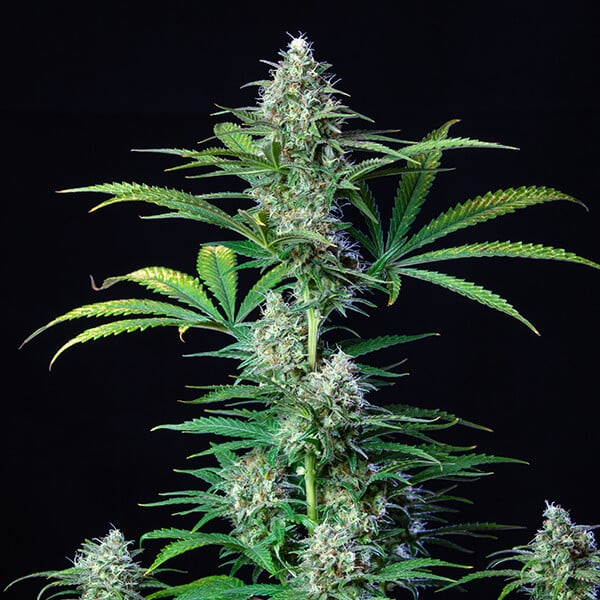 Royal Queen Seeds Cannabissamen - Royal Runtz USA Premium Feminized