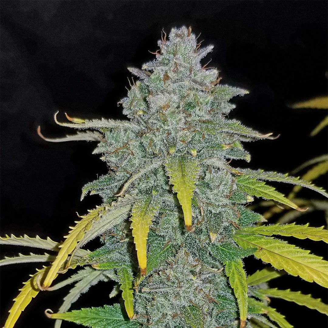 420 Fast Buds Cannabissamen Blue Dream Automatic Pflanze 420 Fast Buds Cannabissamen Blue Dream Automatic Pflanze