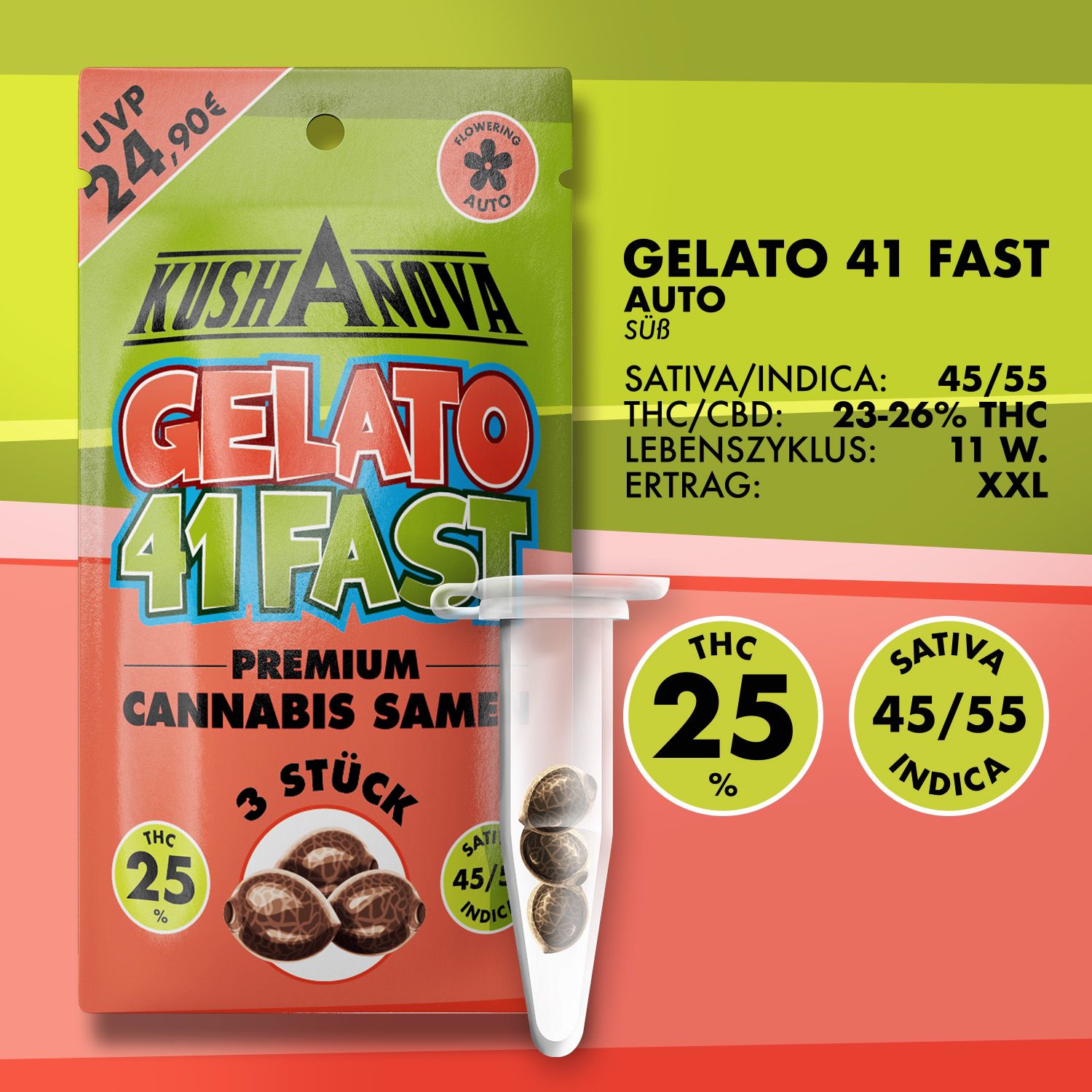 Kushanova Cannabissamen Gelato 41 Fast Kushanova Cannabissamen Gelato 41 Fast