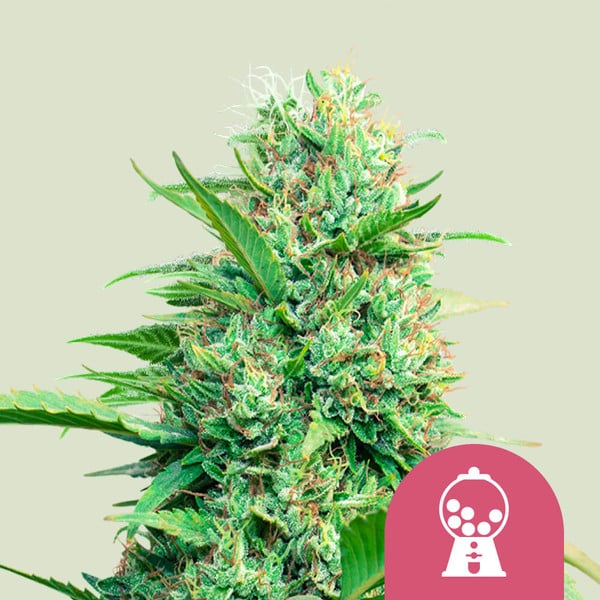 Royal Queen Seeds Cannabissamen - Pink Runtz USA Premium Feminized