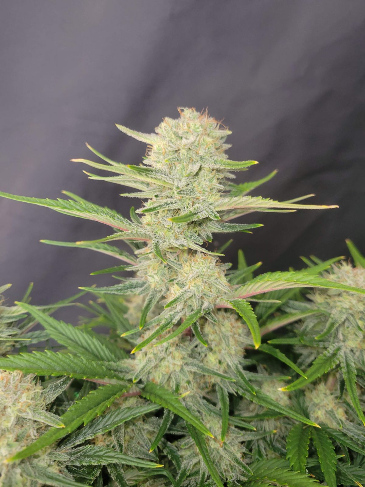 420 Fast Buds Cannabissamen - Apricot Auto