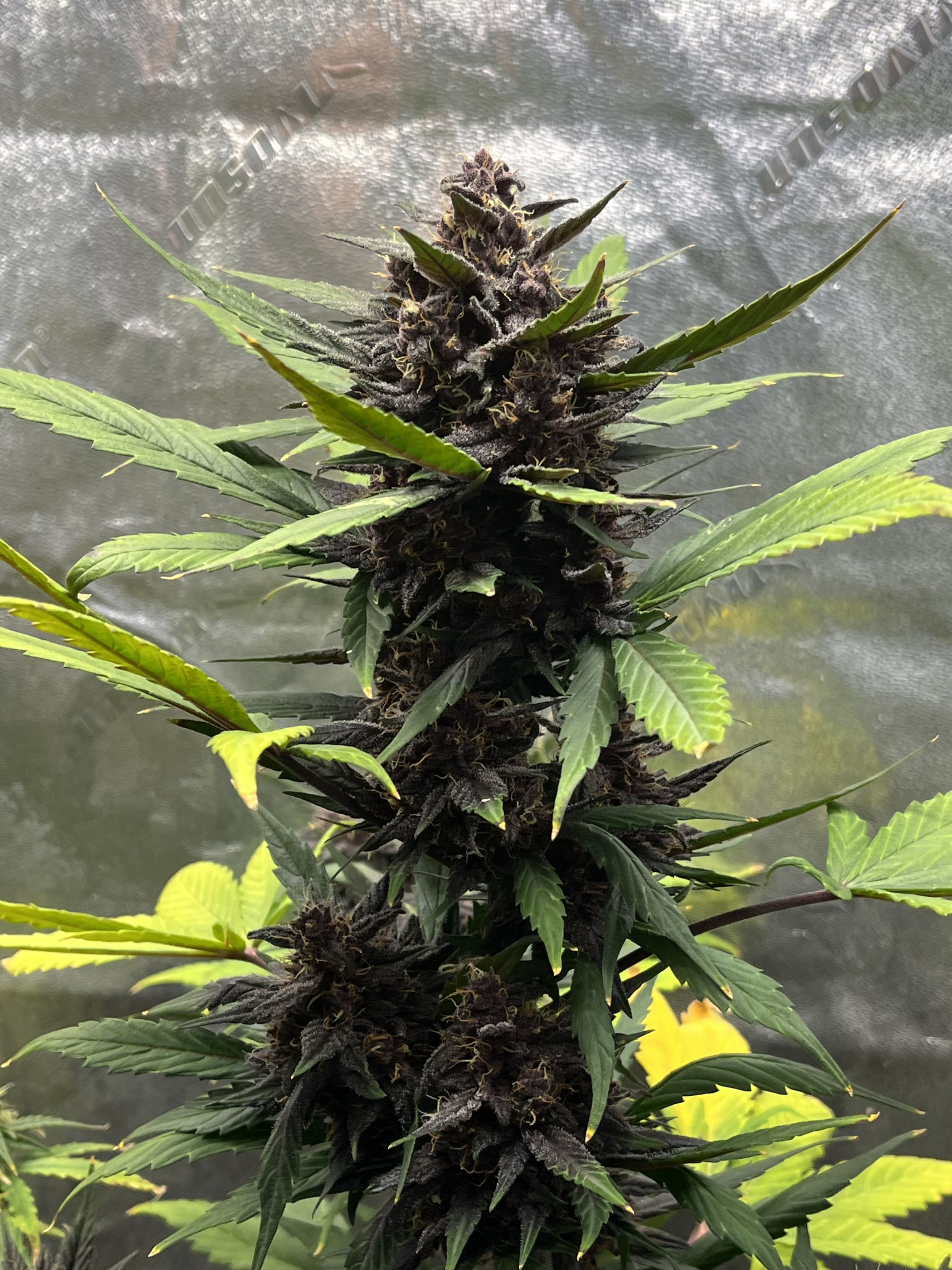 420 Fast Buds Cannabissamen LSD-25 Automatic Pflanze 420 Fast Buds Cannabissamen LSD-25 Automatic Pflanze