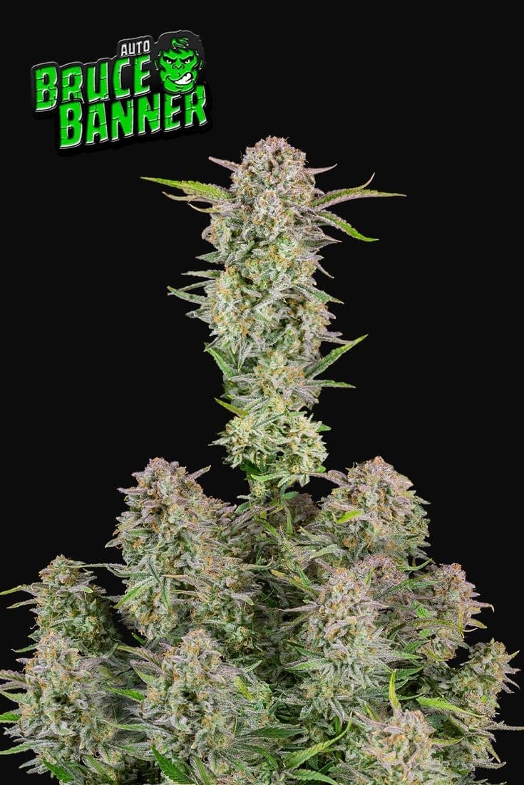 420 Fast Buds Cannabissamen Bruce Banner Automatic Pflanze
