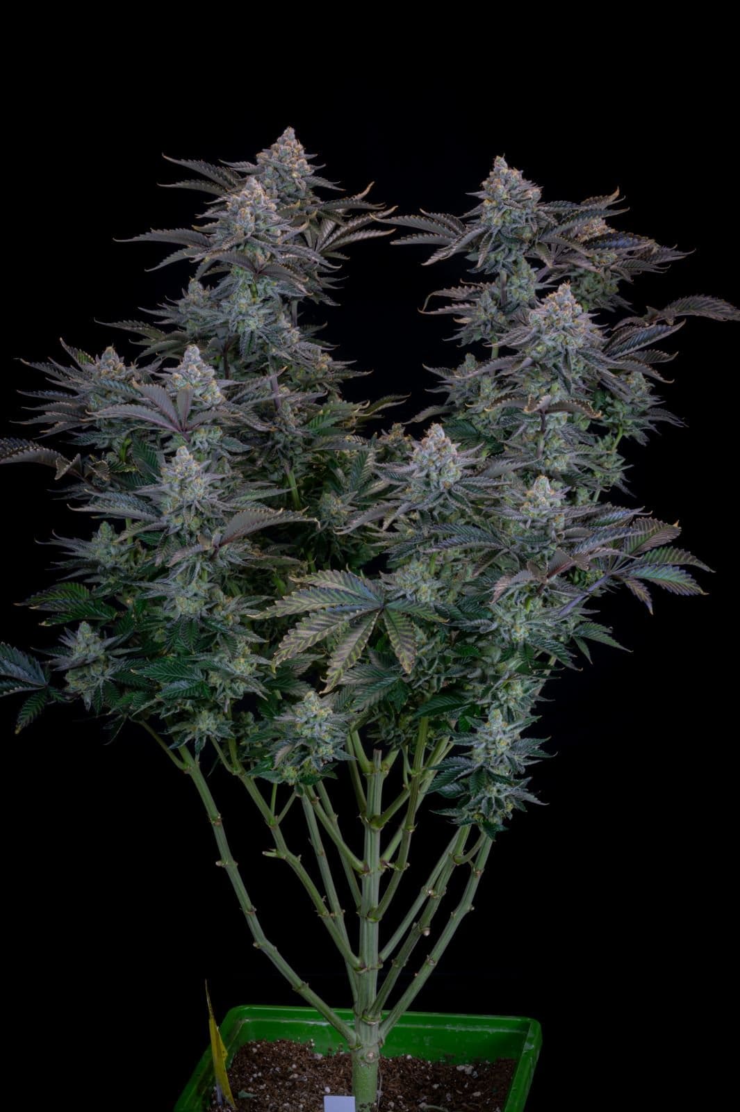 420 Fast Buds Cannabissamen Gorilla Cookies Fast Flowering Pflanze 420 Fast Buds Cannabissamen Gorilla Cookies Fast Flowering Pflanze