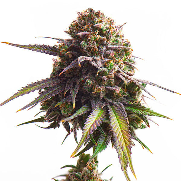 Royal Queen Seeds Cannabissamen - Biscotti USA Premium Feminized