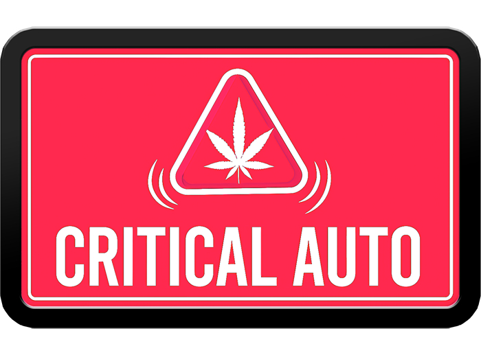 420 Fast Buds Cannabissamen - Critical Auto
