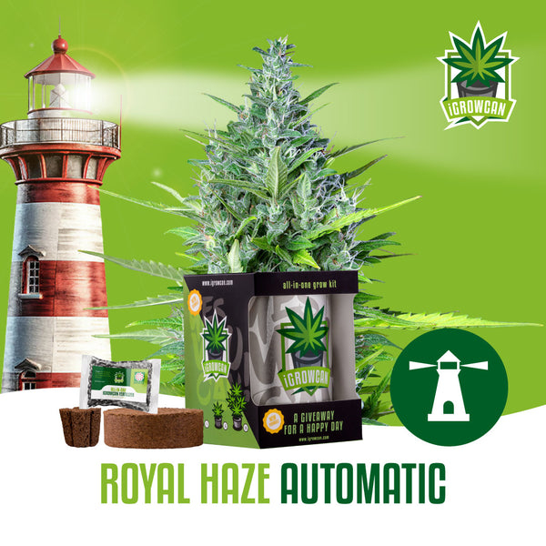 Igrowcan Samenset Royal Haze Automatic Igrowcan Samenset Royal Haze Automatic