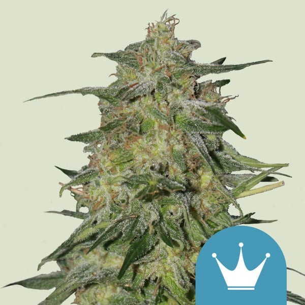 Royal Queen Seeds Cannabissamen Royal Highness Logo Royal Queen Seeds Cannabissamen Royal Highness Logo