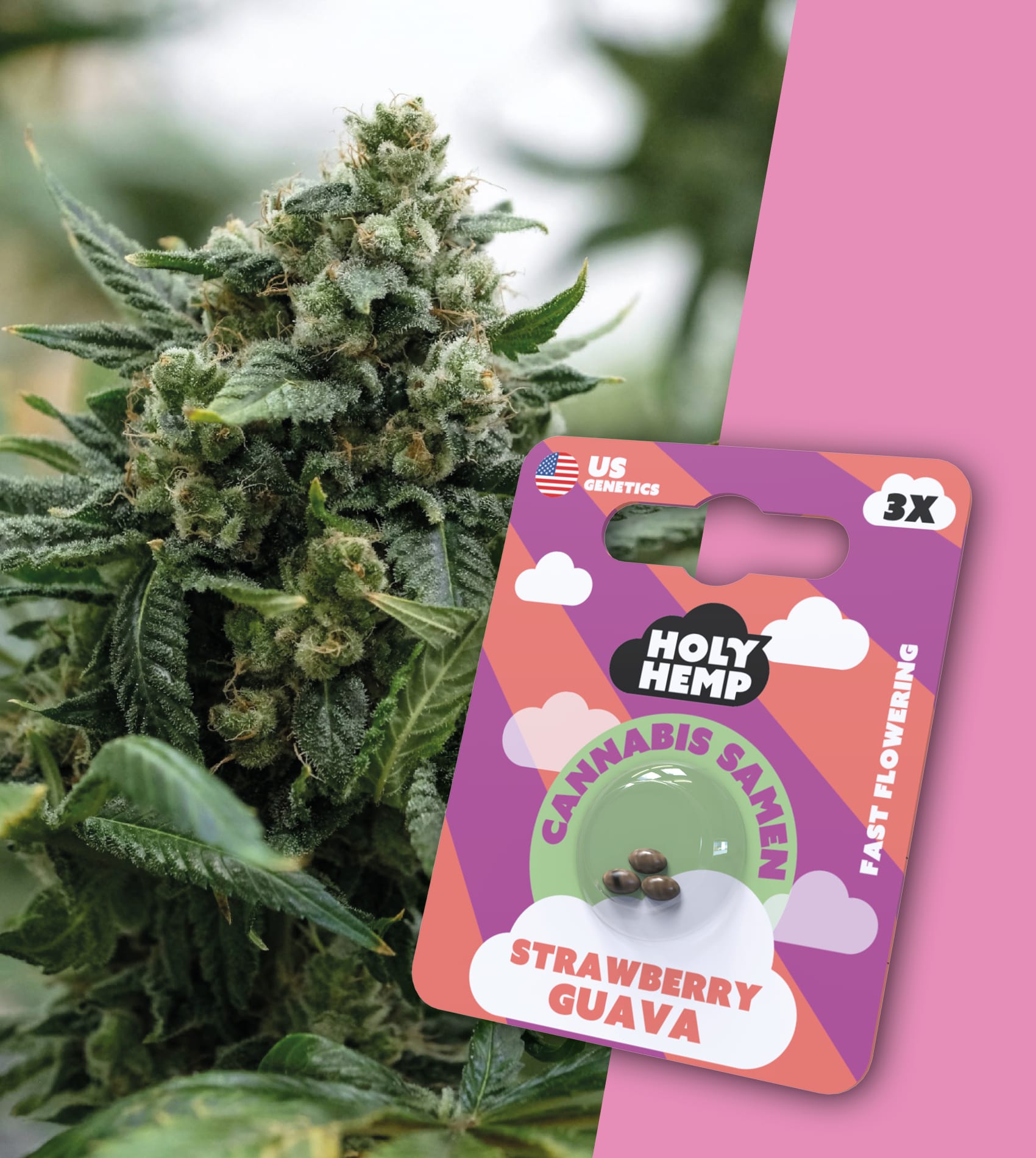 Holy Hemp Cannabissamen Strawberry Guava Holy Hemp Cannabissamen Strawberry Guava