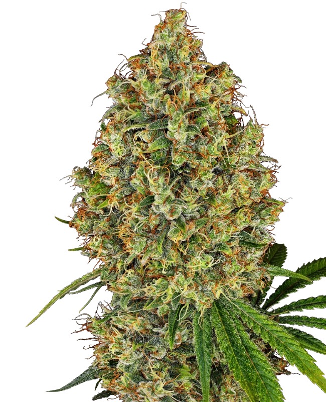 Sensi Cannabis Samen AK 420 Pflanze
