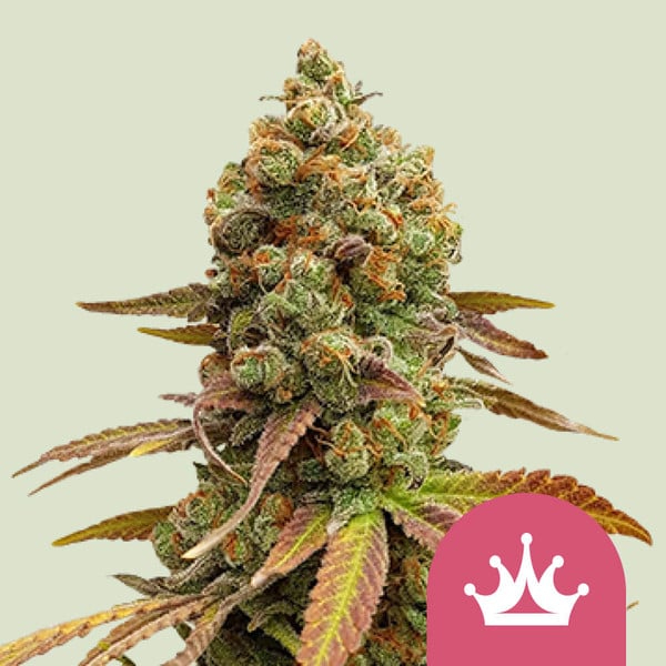 Royal Queen Seeds Cannabissamen - Special Queen #1 Premium Feminized