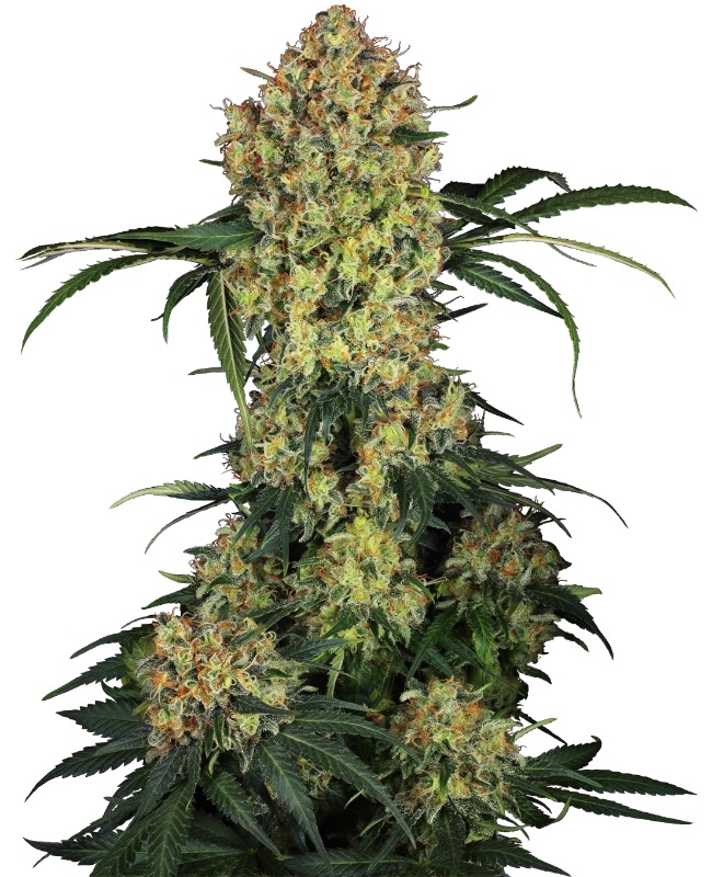 Sensi Cannabis Samen Aloha OG Pflanze