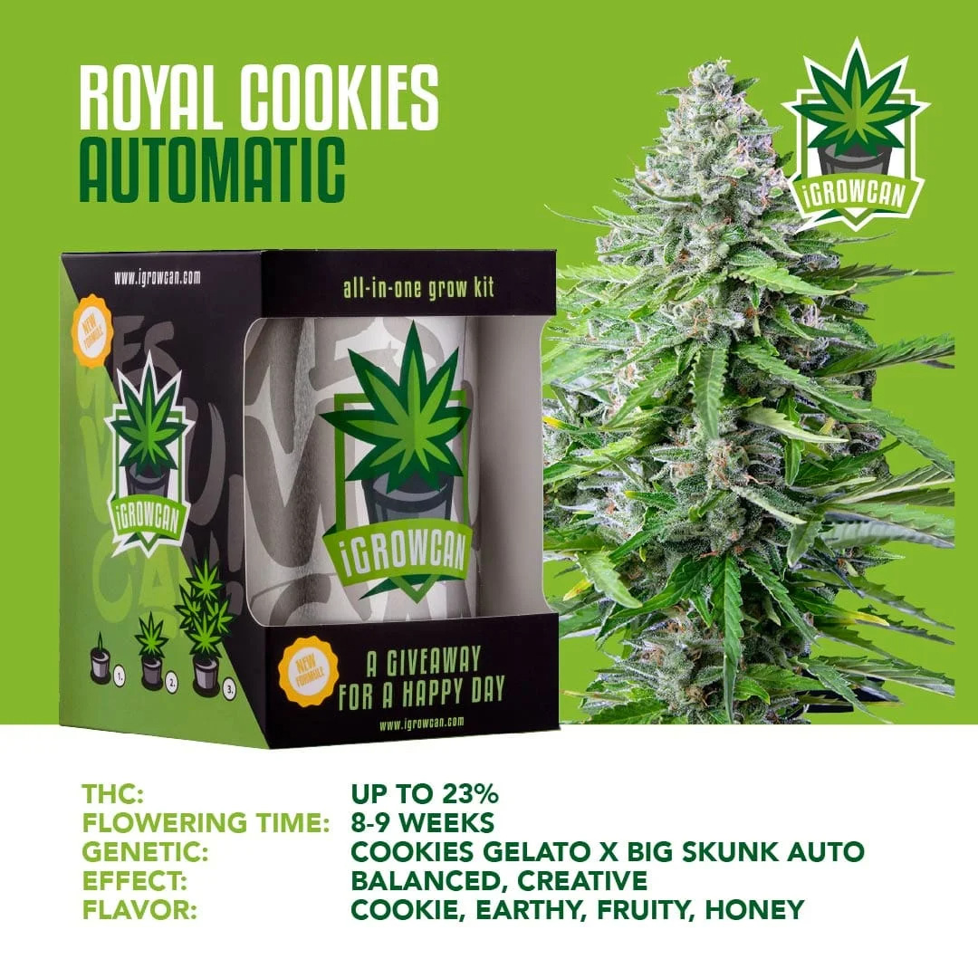 Igrowcan Automatic Royal Cookies