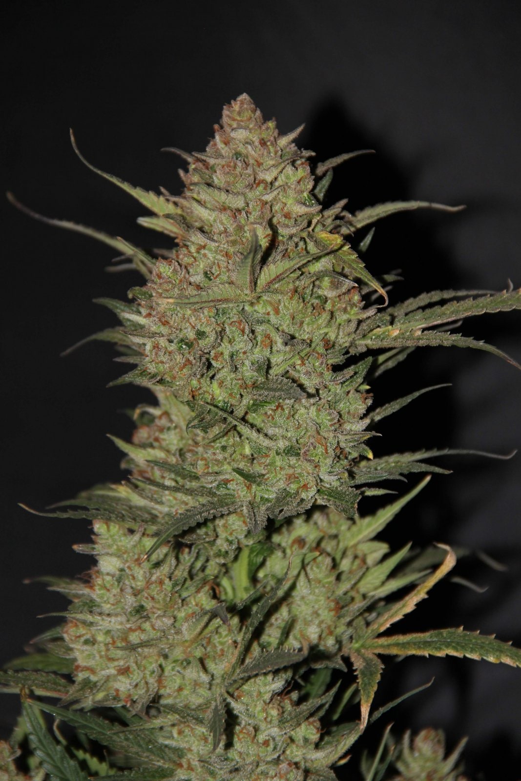 420 Fast Buds Cannabissamen OG Kush Automatic Pflanze 420 Fast Buds Cannabissamen OG Kush Automatic Pflanze