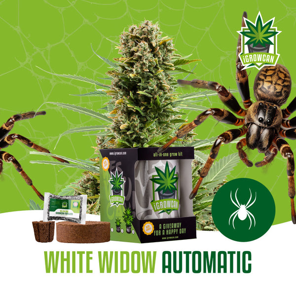Igrowcan Samenset White Widow Automatic Igrowcan Samenset White Widow Automatic