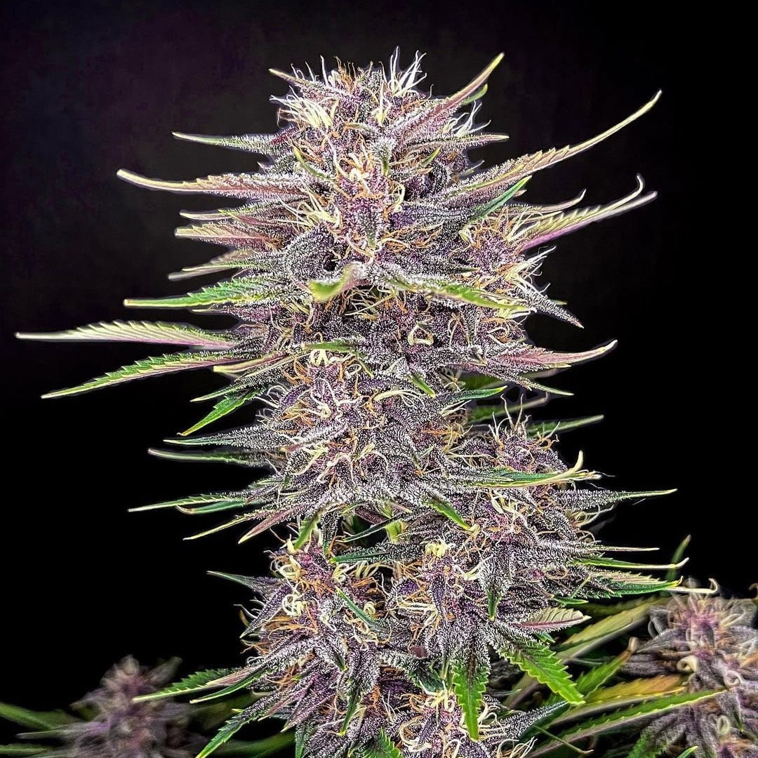 420 Fast Buds Cannabissamen Banana Purple Punch Automatic Pflanze