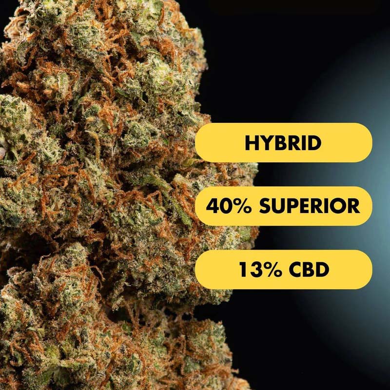 Only Grams Superior Blend Blüte Blueberry Muffin Only Grams Superior Blend Blüte Blueberry Muffin