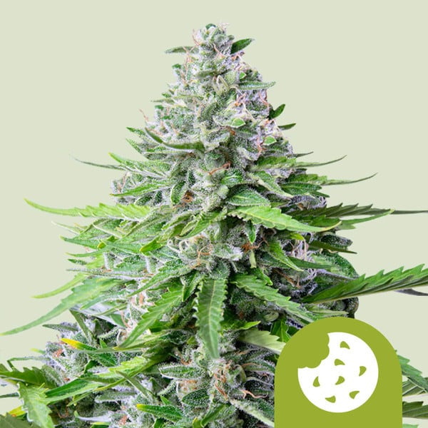Royal Queen Seeds Cannabissamen Royal Cookies Automatic Pflanze Royal Queen Seeds Cannabissamen Royal Cookies Automatic Pflanze