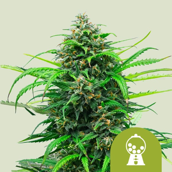 Royal Queen Seeds Cannabissamen - Pink Runtz USA Premium Automatic