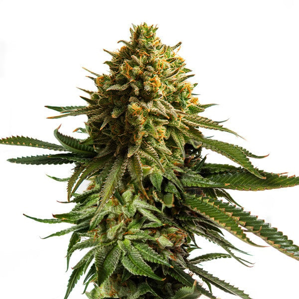 Royal Queen Seeds Cannabissamen - Wedding Cake USA Premium Feminized