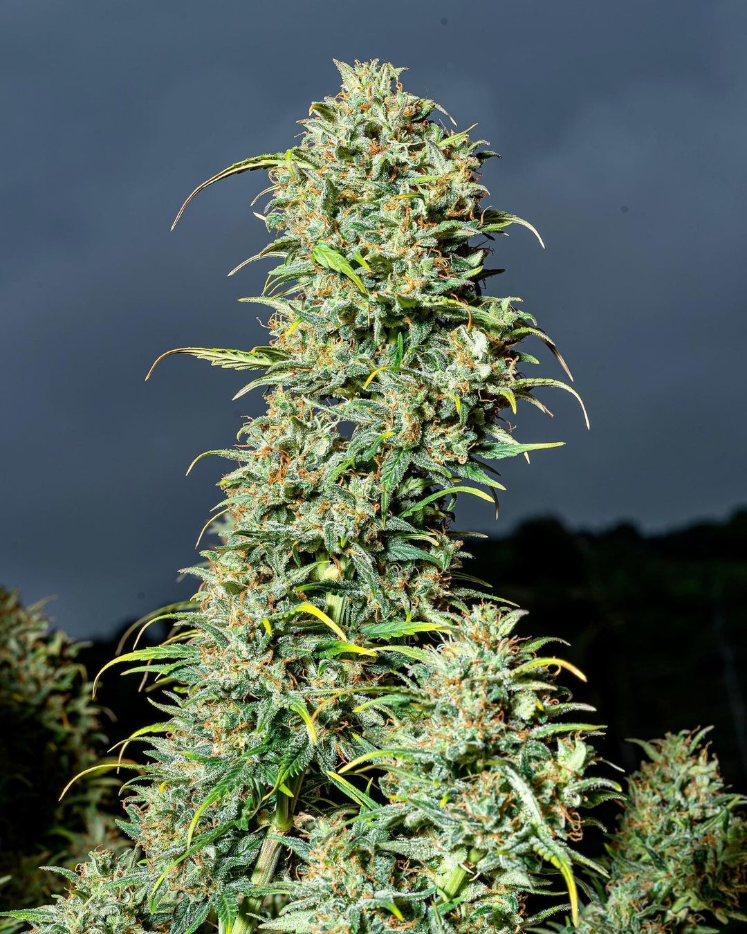 420 Fast Buds Cannabissamen Lemon AK Auto 420 Fast Buds Cannabissamen Lemon AK Auto