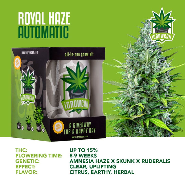 Igrowcan Samenset Royal Haze Automatic Igrowcan Samenset Royal Haze Automatic