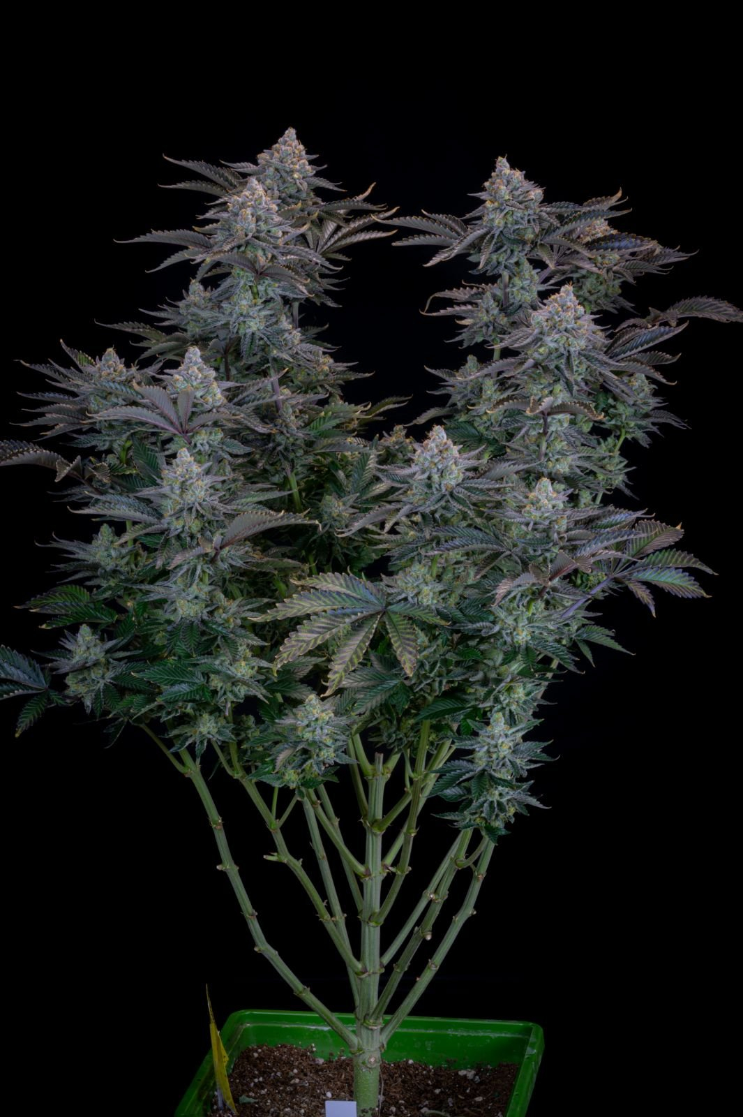 420 Fast Buds Cannabissamen - Gorilla Cookies Fast Flowering