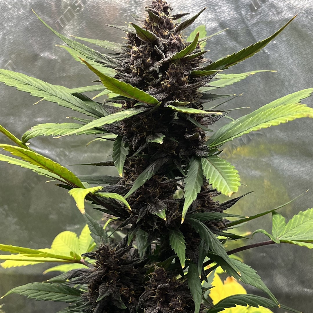 420 Fast Buds Cannabissamen LSD-25 Automatic Pflanze