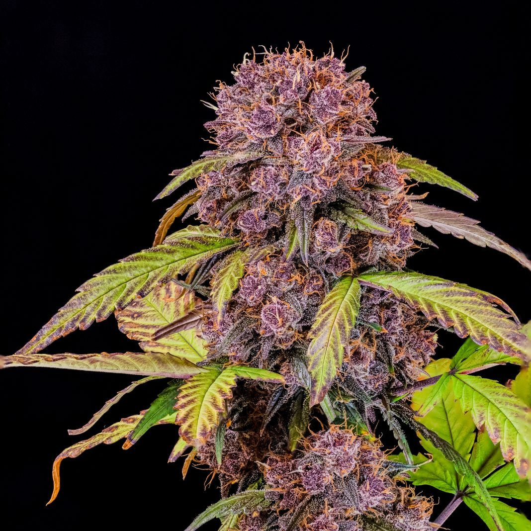 420 Fast Buds Cannabissamen Lemon Cherry Cookies Automatic Pflanze 420 Fast Buds Cannabissamen Lemon Cherry Cookies Automatic Pflanze