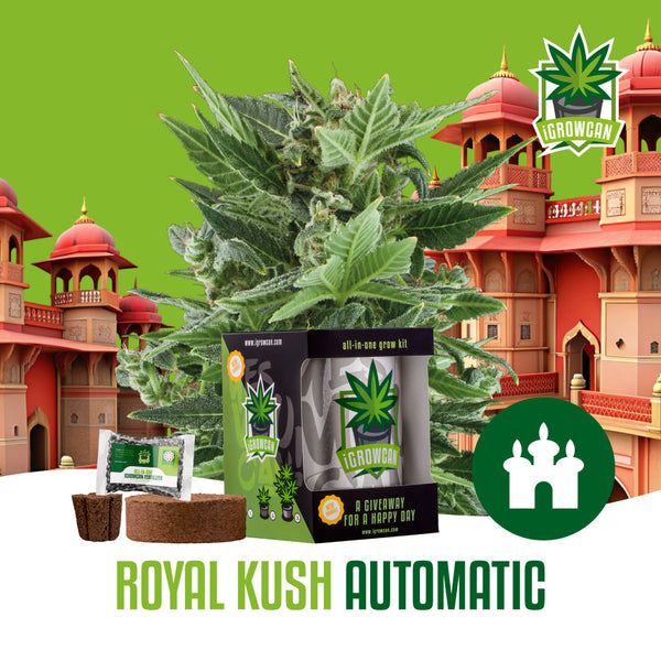 Igrowcan Samenset Royal Kush Automatic Igrowcan Samenset Royal Kush Automatic