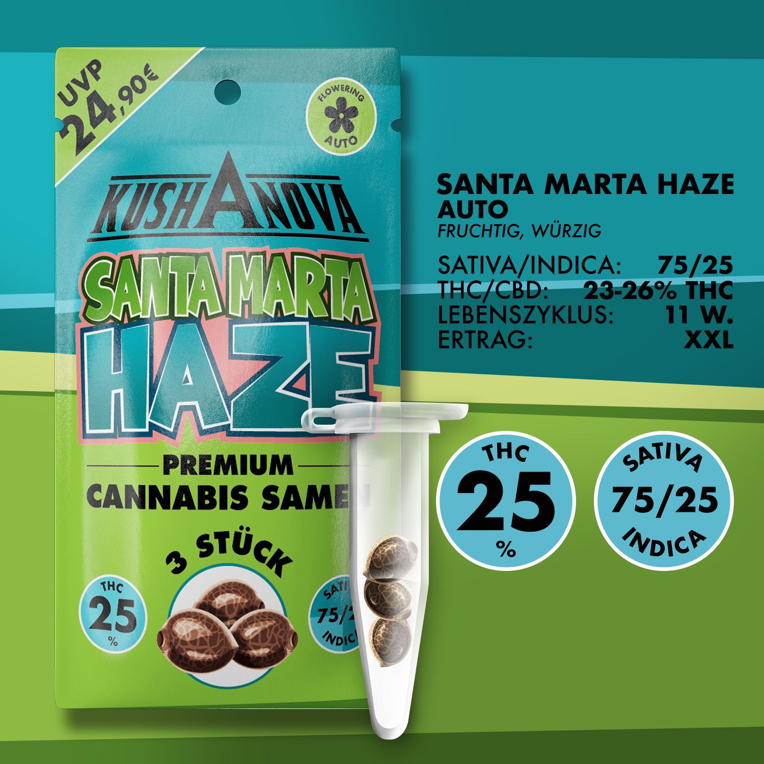 Kushanova Cannabissamen Santa Marta Haze Kushanova Cannabissamen Santa Marta Haze