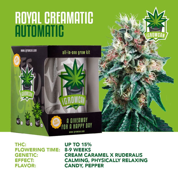 iGrowCan Samenset - Royal Creamatic Automatik
