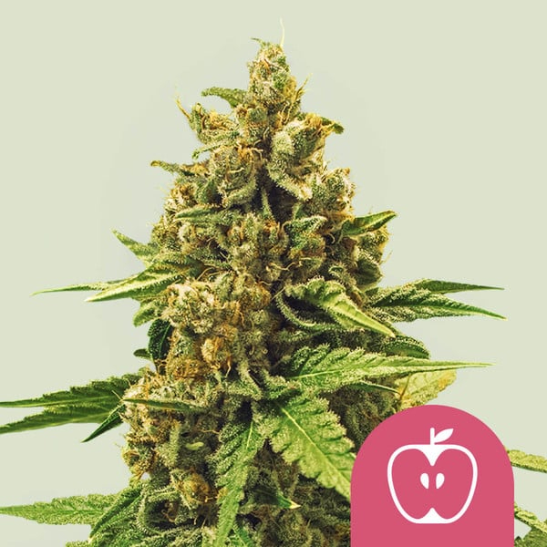 Royal Queen Seeds Cannabissamen - Apple Fritter USA Premium Feminized