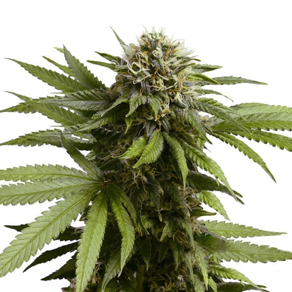 Royal Queen Seeds Cannabissamen - Apple Fritter USA Premium Automatic