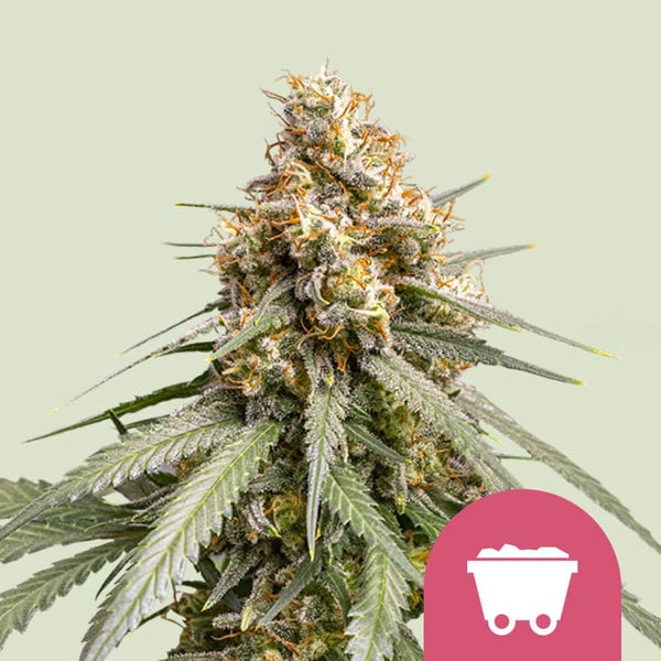 Royal Queen Seeds Cannabissamen - Shining Silver Haze Premium Feminized