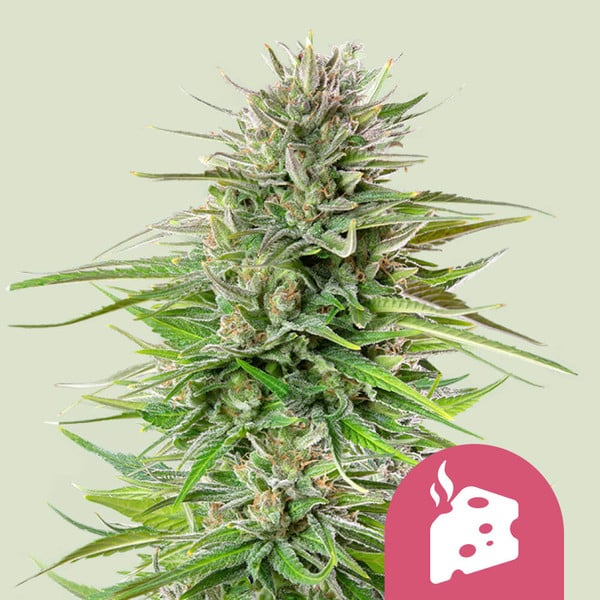 Royal Queen Seeds Cannabissamen - Blue Cheese Premium Feminized