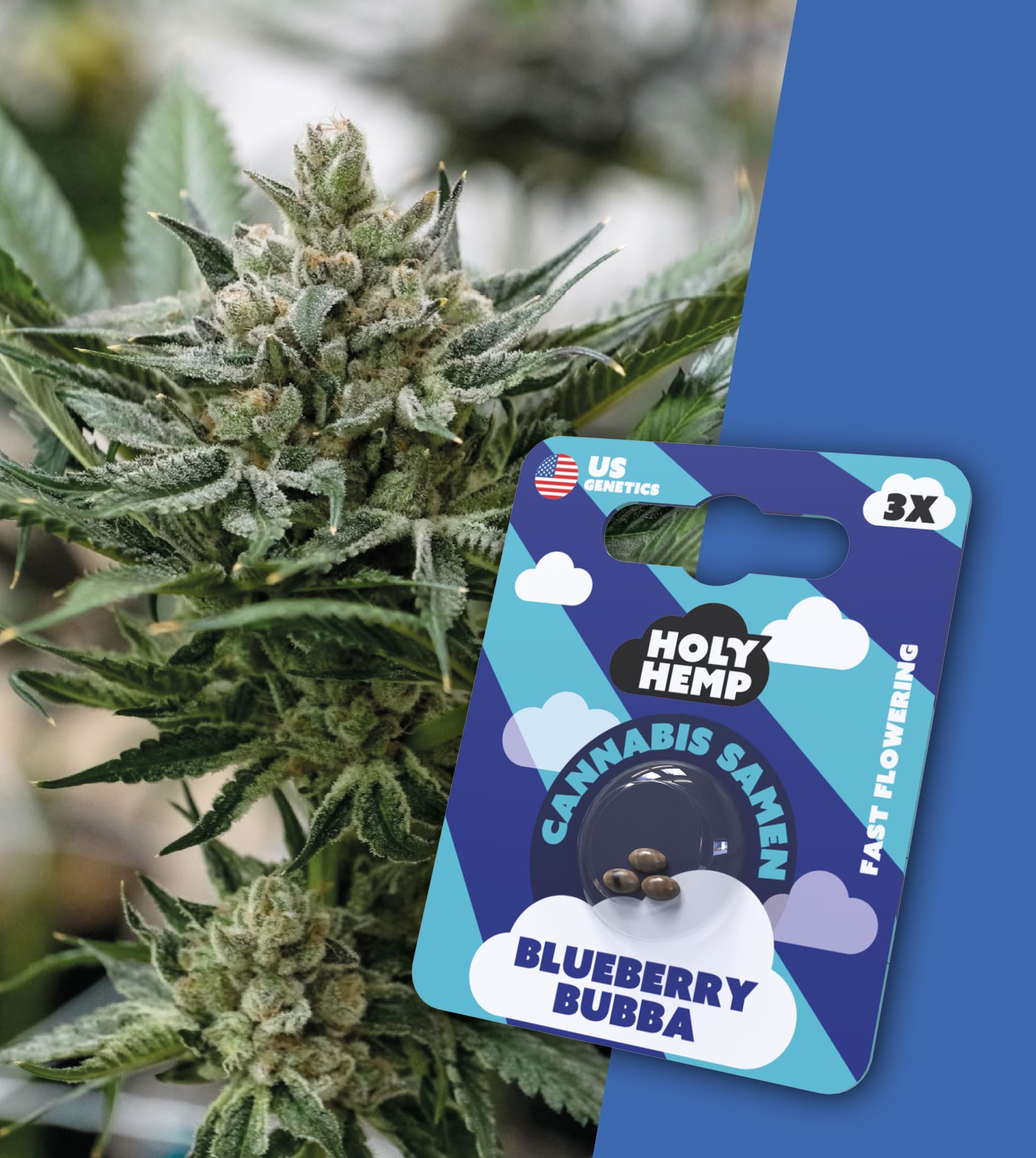 Holy Hemp Cannabissamen - Blueberry Bubba