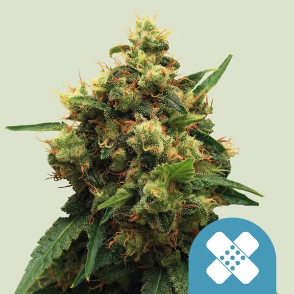 Royal Queen Seeds Cannabissamen Painkiller XL Logo Royal Queen Seeds Cannabissamen Painkiller XL Logo