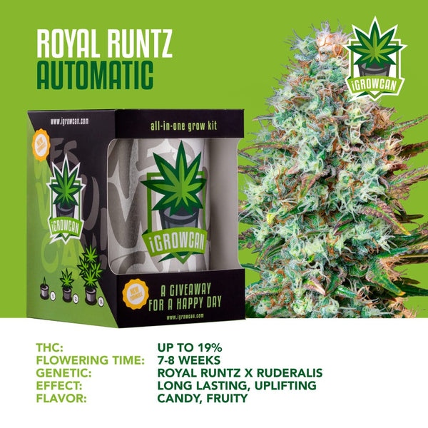 Igrowcan Samenset Royal Runtz Automatic Igrowcan Samenset Royal Runtz Automatic