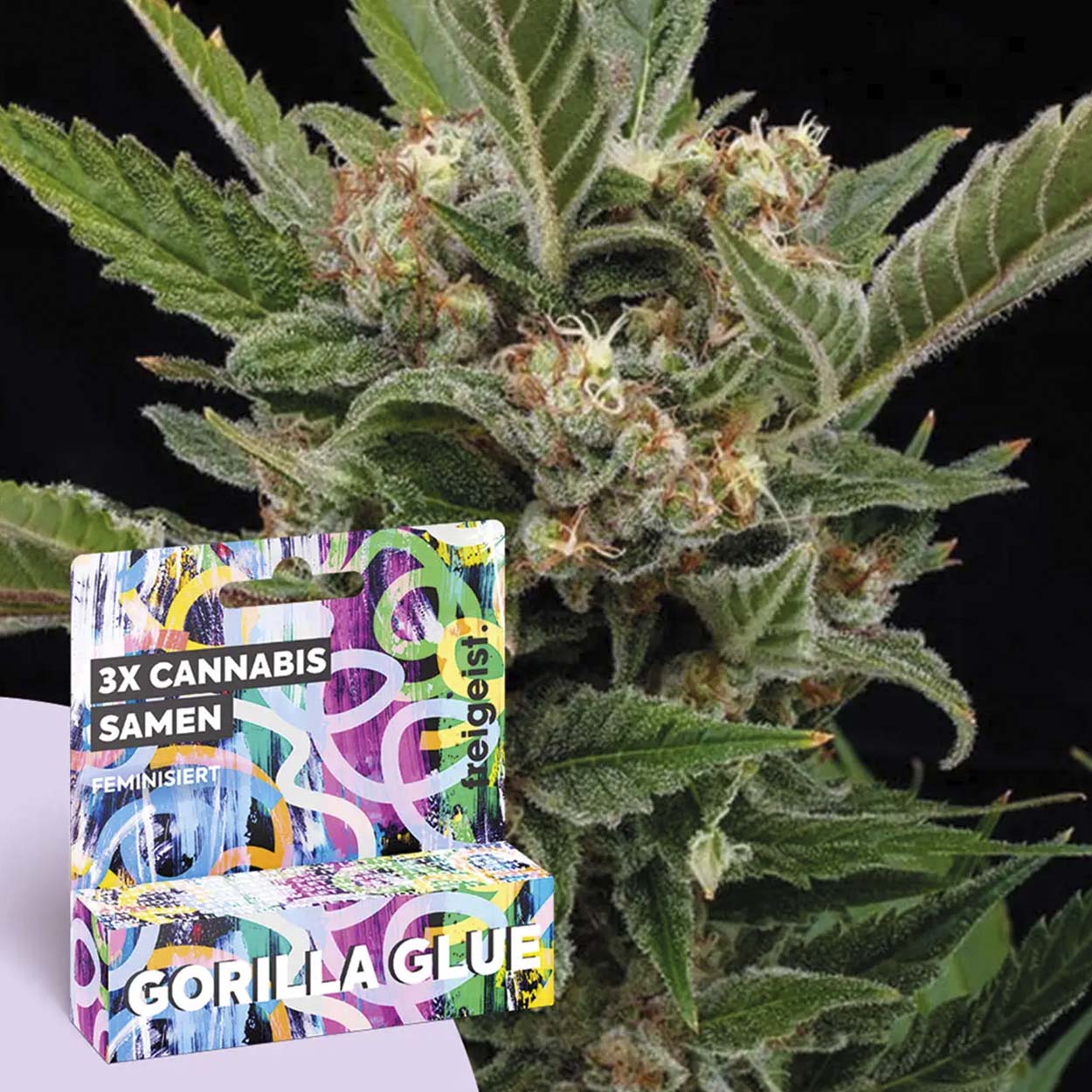 Freigeist Cannabissamen Gorilla Glue Freigeist Cannabissamen Gorilla Glue