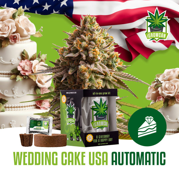 iGrowCan Samenset - Wedding Cake USA Automatik