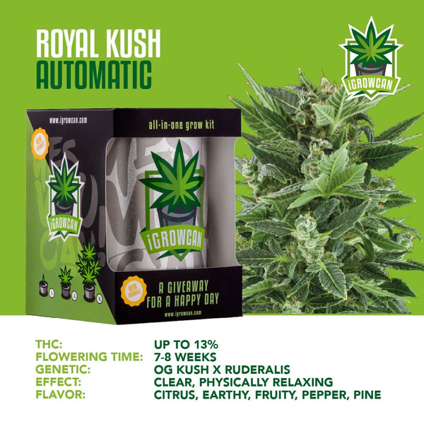 Igrowcan Samenset Royal Kush Automatic Igrowcan Samenset Royal Kush Automatic