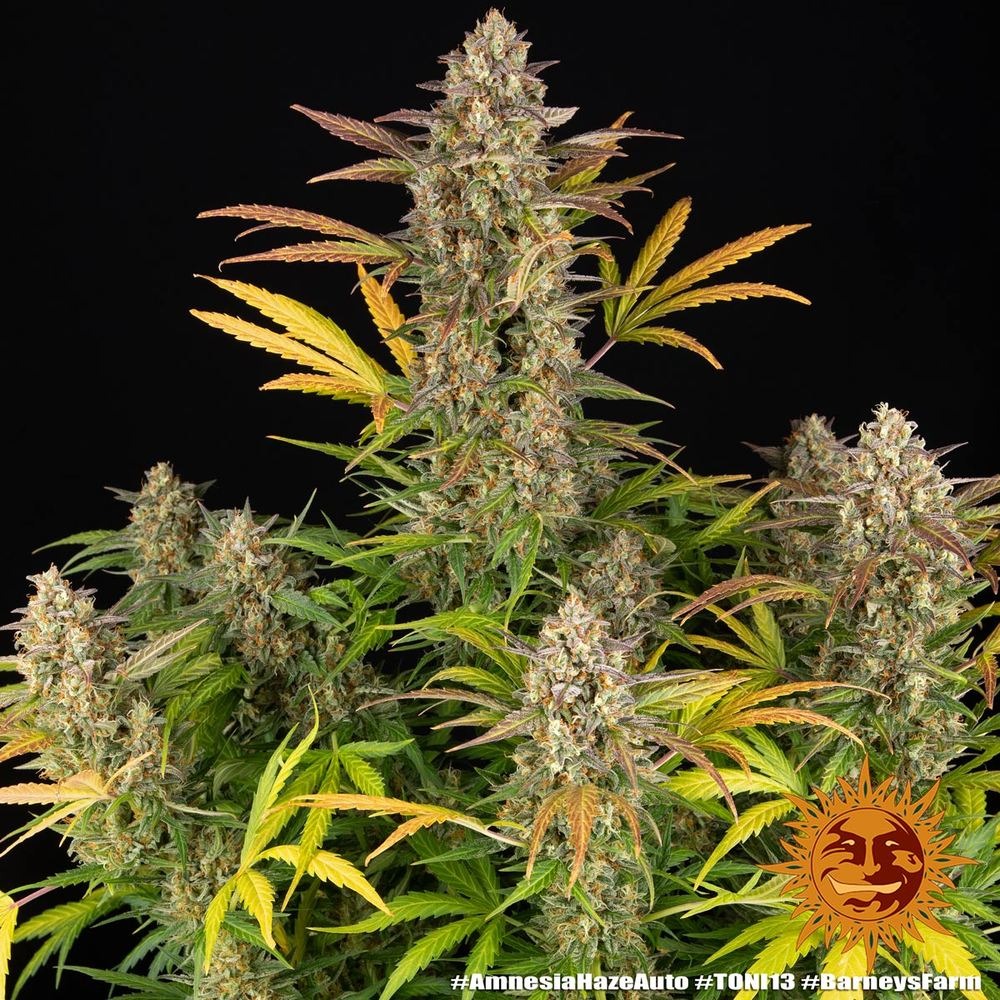 Barneys Farm Cannabis Samen Amnesia Haze Auto Barneys Farm Cannabis Samen Amnesia Haze Auto