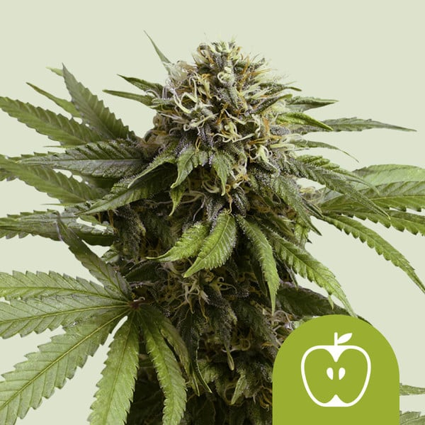 Royal Queen Seeds Cannabissamen - Apple Fritter USA Premium Automatic