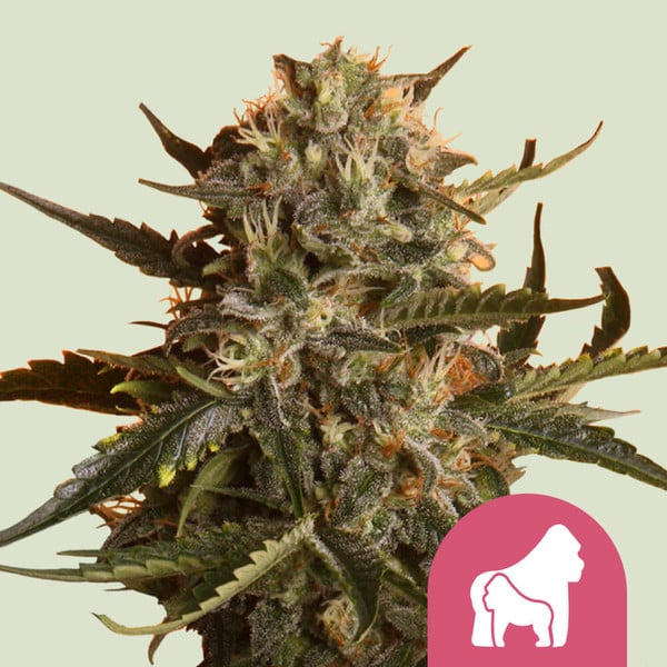 Royal Queen Seeds Cannabissamen - Mother Gorilla Premium Feminized