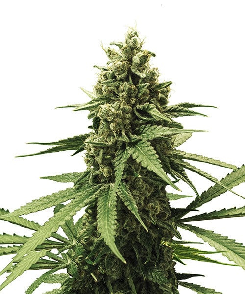 Royal Queen Seeds Cannabissamen - Apple Fritter USA Premium Feminized