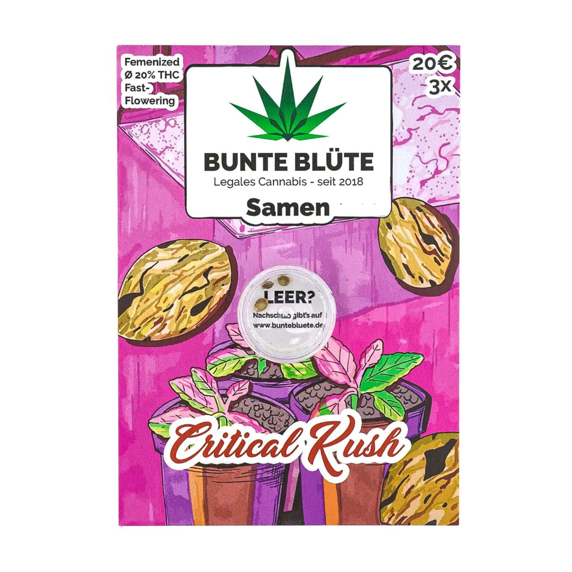Bunte Blüte Cannabissamen Critical Kush Bunte Blüte Cannabissamen Critical Kush
