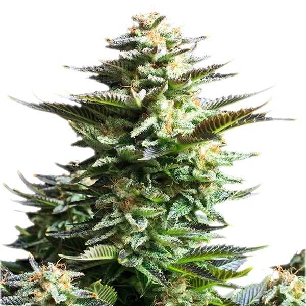 Royal Queen Seeds Cannabissamen - Amnesia Haze USA Premium Feminized