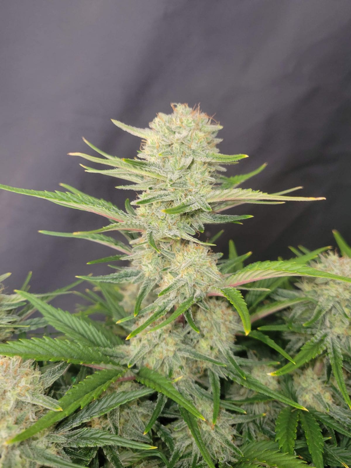 420 Fast Buds Cannabissamen Apricot Automatic Pflanze