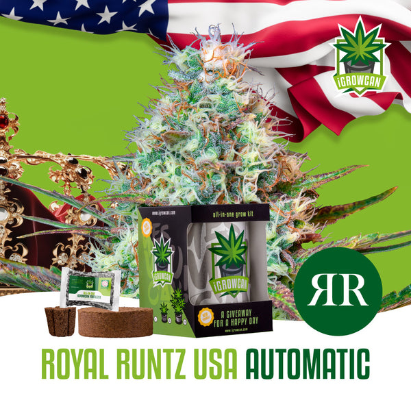 iGrowCan Samenset - Royal Runtz USA Automatik